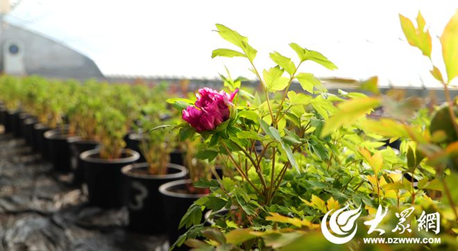 一朵花的奇幻旅行①丨延续百年 “菏”“广”催花牡丹情缘